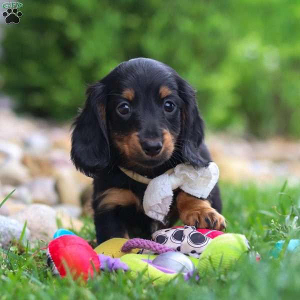 Buddy, Dachshund Puppy
